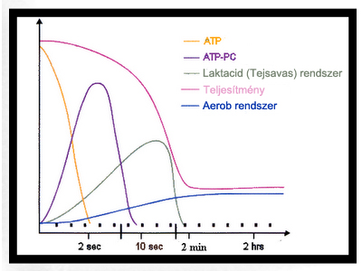 glikogén és zsírégetés)